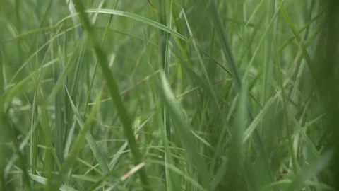 Lawn grass close-up Stock Footage 147553992