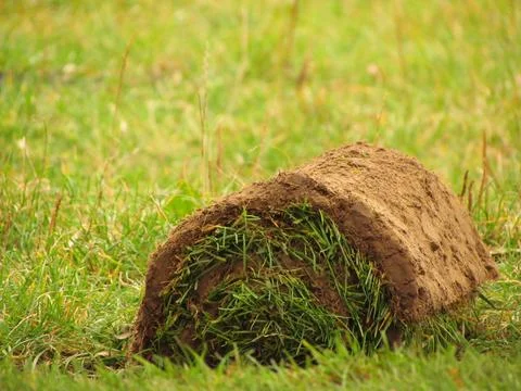 Lawn grass curled into a roll in close-up Stock Photos