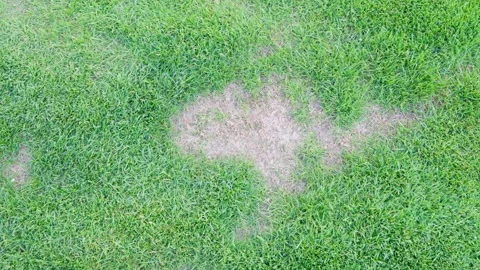 Lawn grass with dry irregular patch surrounded by green turf. Overhead garden Stock Footage 333140122