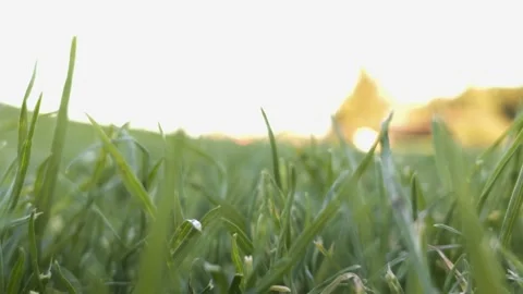 Lawn grass grows in the golf course Stock Footage 138113778