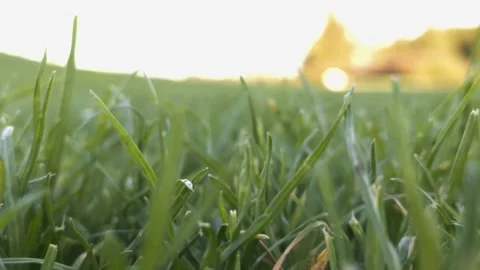Lawn grass grows in the golf course Stock Footage 138113786