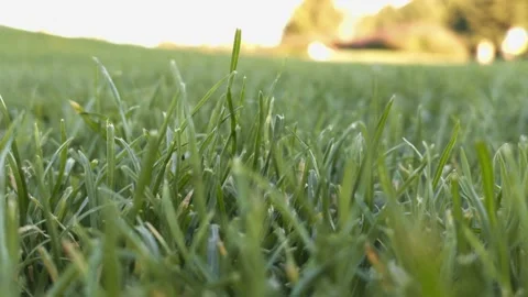 Lawn grass grows in the golf course Stock Footage 138113798