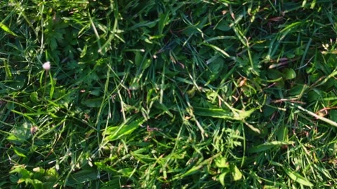 Lawn grass in the meadow, top view. Stock Footage 253154548