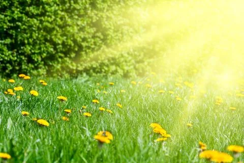 A lawn with grass Stock Photos