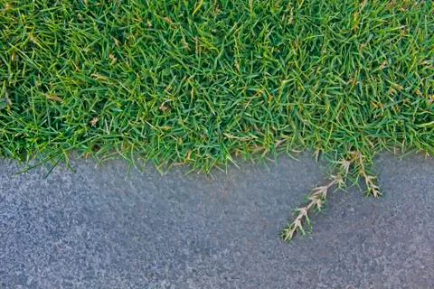 Lawn Grass Foto stock