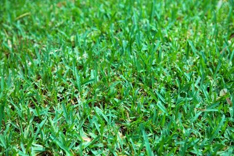 Lawn / grass Stock Photos
