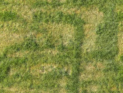 Lawn grass Stock Photos