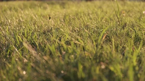 Lawn grass in the rays of the setting sun. Stock Footage 133404486