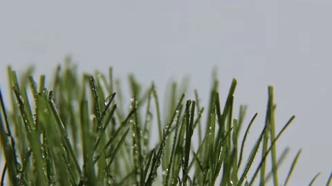 The lawn grass is spinning. Видео 196999578