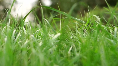Lawn grass swaying in the wind. Stock Footage 80047645