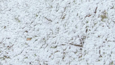 Lawn grass under snow 스톡 동영상 124798640
