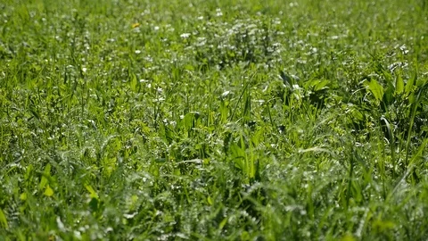 Lawn grass wobble on the wind Stock Footage 107061077