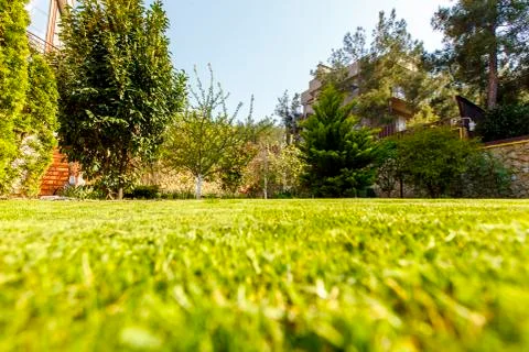 Lawn with green cut grass in the back yard of the cottage. The white walls of Stock Photos