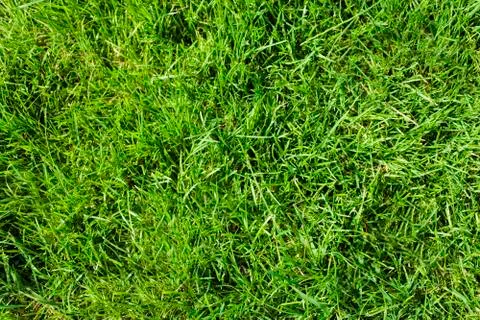Lawn with green grass Stock Photos