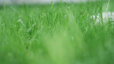 Lawn green grass showcasing its natural beauty and intricate details Video stock 309962210