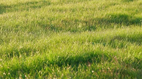 A lawn with green grass, on which insects fly everywhere. Stock Footage 276353783