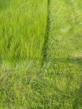 A lawn with halfmowed grass Stock Photos