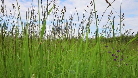 Lawn herbs closeup Stock Footage 98065991