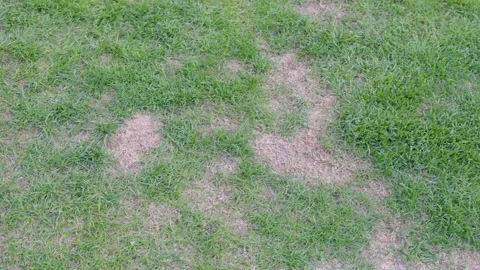 Lawn with irregular dry patches surrounded by green grass. Overhead garden scene Stock Footage 333142240