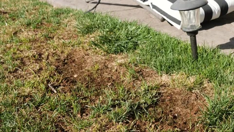 Lawn issues at the backyard 스톡 동영상 139773057