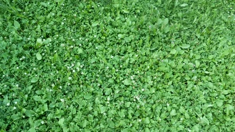 Lawn made of clover real time video 動画素材 168983237