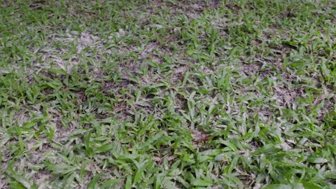 For lawn management, applying dolomite lime to the grass raises the soil pH.. Stock Footage 340540411