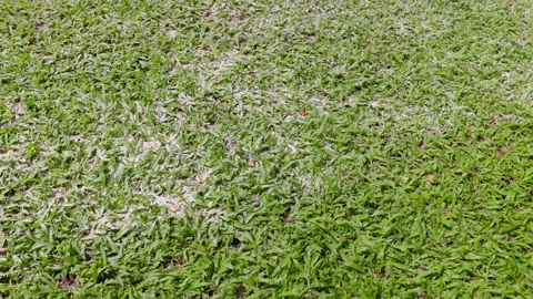 For lawn management, applying dolomite lime to the grass raises the soil pH.. Stock Footage 340540419