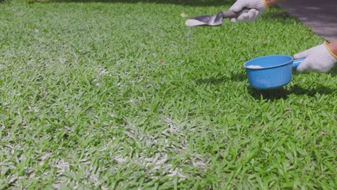 For lawn management, applying dolomite lime to the grass raises the soil pH.. Stock Footage 340540461