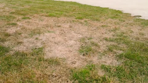 Lawn with melting snow in early spring before raking dry grass 動画素材 342812271