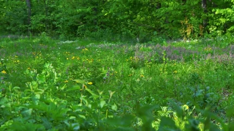 Lawn in the middle of the forest with many different flowers. 4k footage Stock Footage 194244612