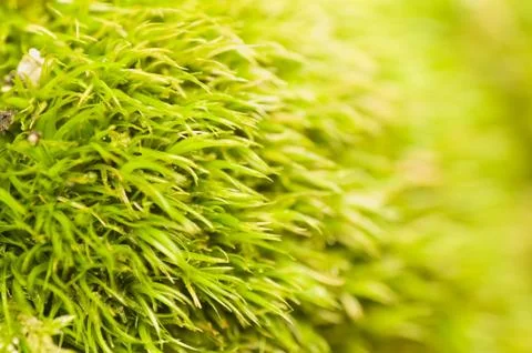As lawn moss Stock Photos