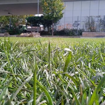 the lawn most basic in garden design and living architecture the lawn mos... Stock Photos