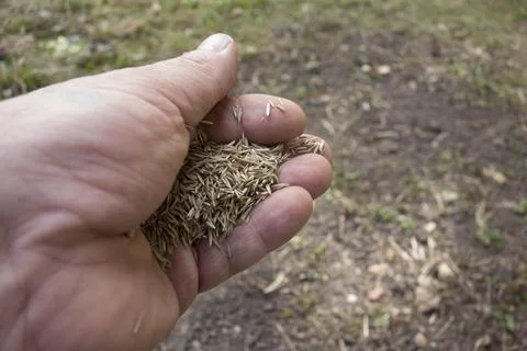 The lawn most basic in garden design Stock Photos