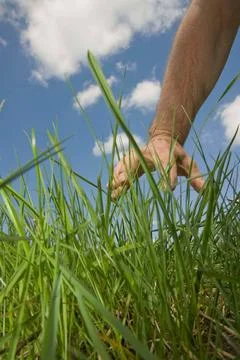  the lawn most basic in garden design and living architecture the lawn mos... Stock Photos