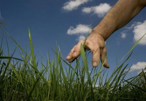  the lawn most basic in garden design and living architecture the lawn mos... Stock Photos