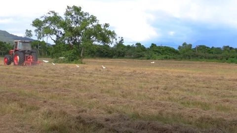 Lawn mower and egrets foraging  in ploughing field form a scenic scene. Stock Footage 278285859
