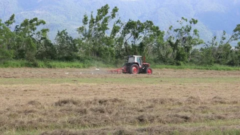 Lawn mower and egrets foraging  in ploughing field form a scenic scene Stock Footage 307187760