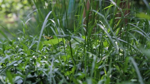 Lawn mower closeup Stock Footage 53392021