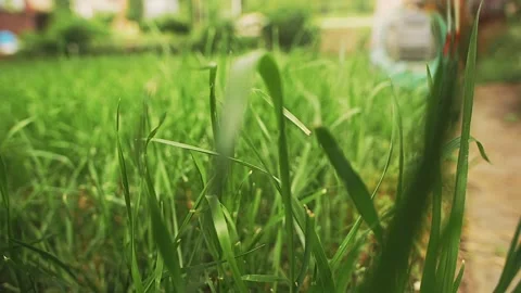 Lawn mower cuts grass Video stock 159294397