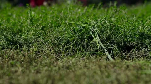 Lawn mower cutting grass Stock Footage 12518637