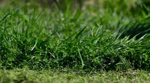 Lawn mower cutting grass Stock Footage 12518796