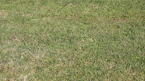 Lawn mower cutting the grass Stockbeeldmateriaal 53410549