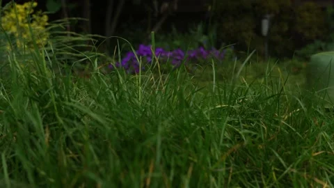 Lawn mower cutting grass. Small Green grass cuttings fly out of lawnmower pushed Video stock 194054454