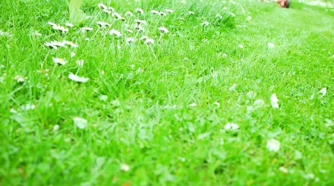 Lawn Mower Stock Footage 717048