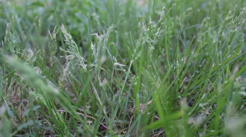 Lawn Mower Stock Footage 23030996