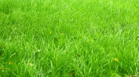 Lawn mower Stock Footage 35574868