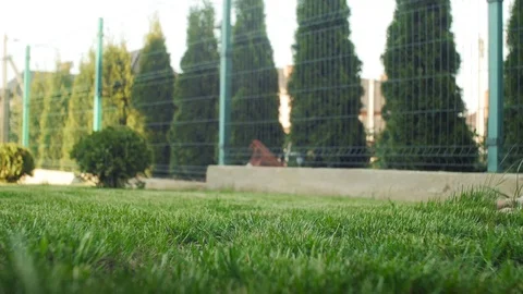 Lawn Mower Stock Footage 72976331