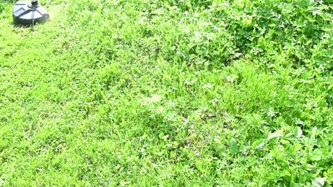 Lawn Mower Stock Footage 274252875
