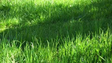 Lawn Mower is mowing the lawn Video stock 89607291