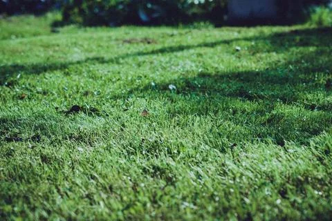 Lawn mower on a sunny day, man mowing the lawn in the backyard Stock Photos